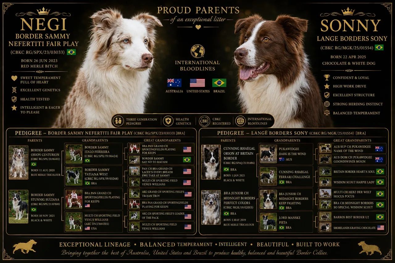 Border Collie Fêmeas CBKC | Red Merle e Chocolate | Linhagem Internacional - Foto 6