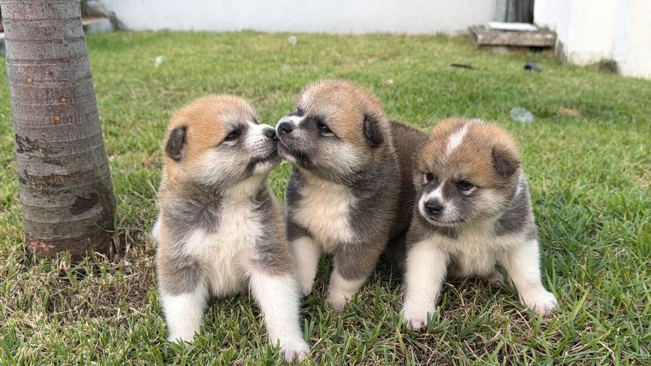 akita inu 