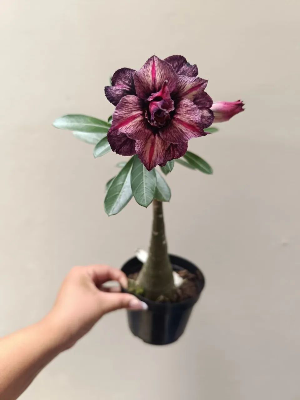 Rosa do deserto  - Foto 2