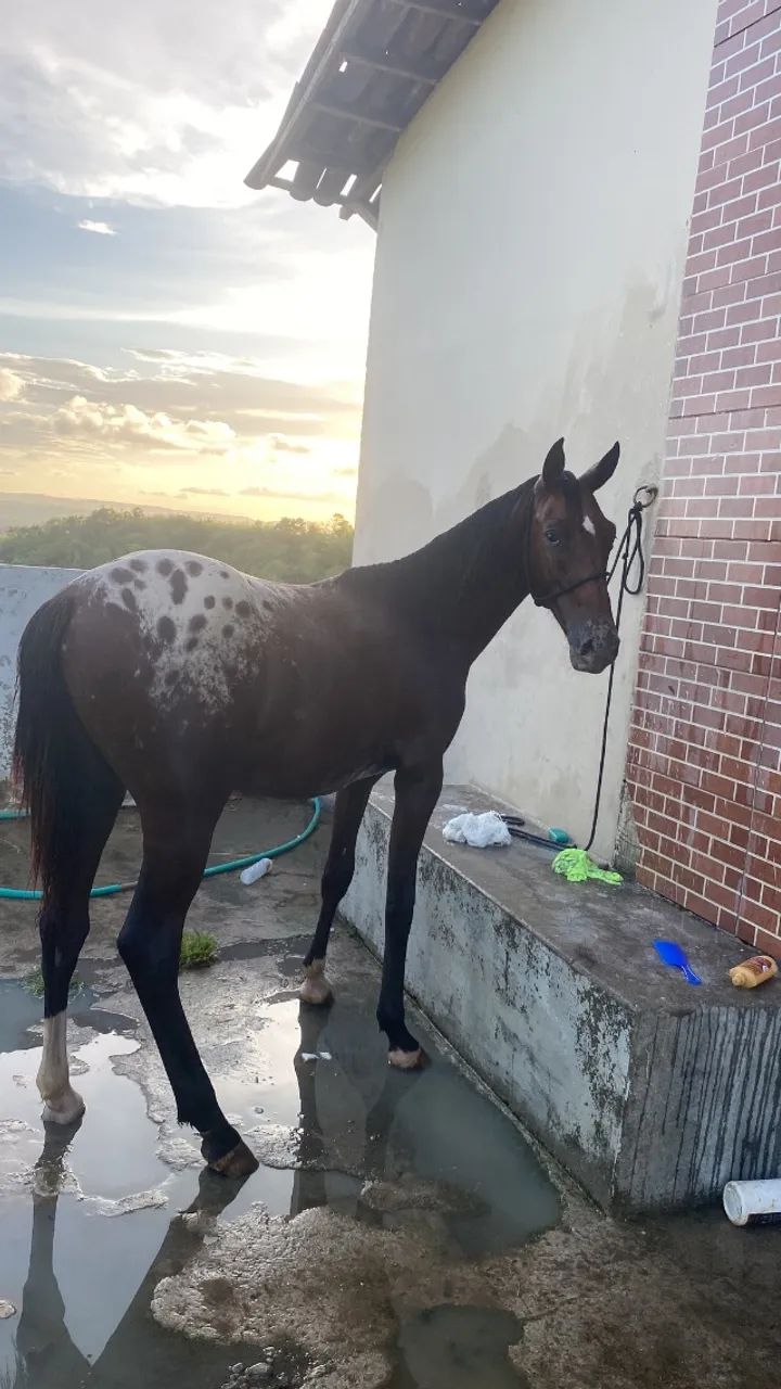 Potro - Foto 2