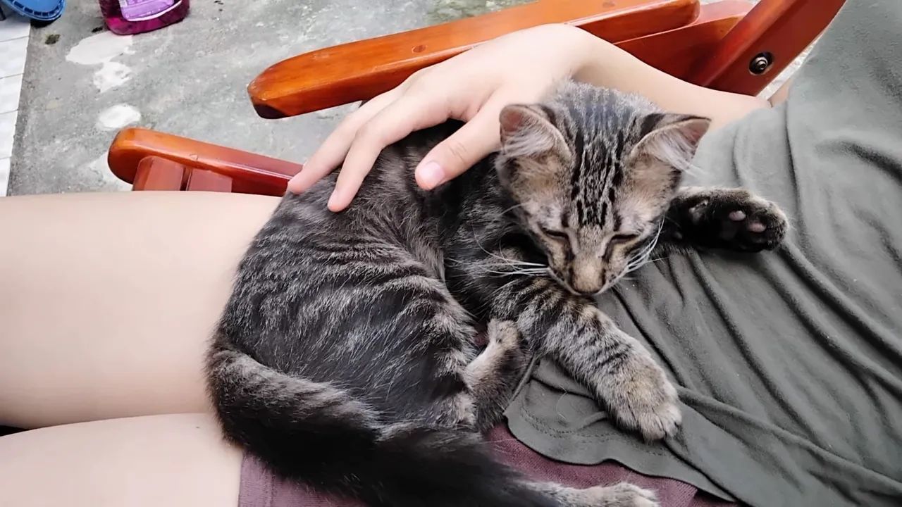 Adoção de Gatinho Macho - Foto 4