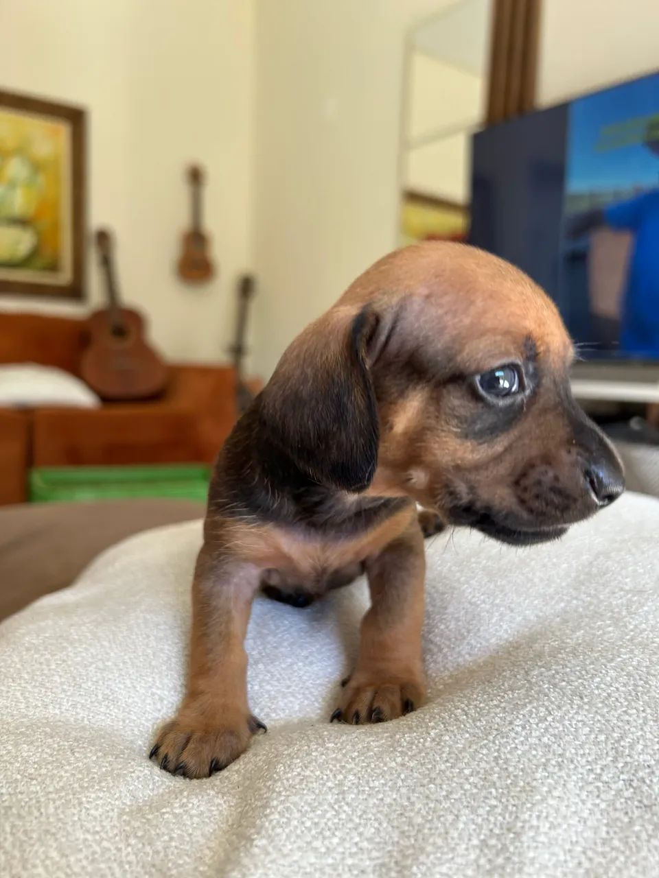 Filhote de dachshund  - Foto 3