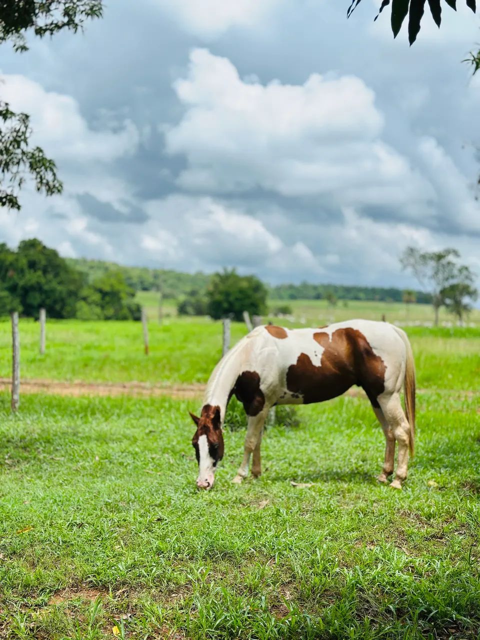 Cavalo Paint Horse - 6 anos - castrado - Foto 4
