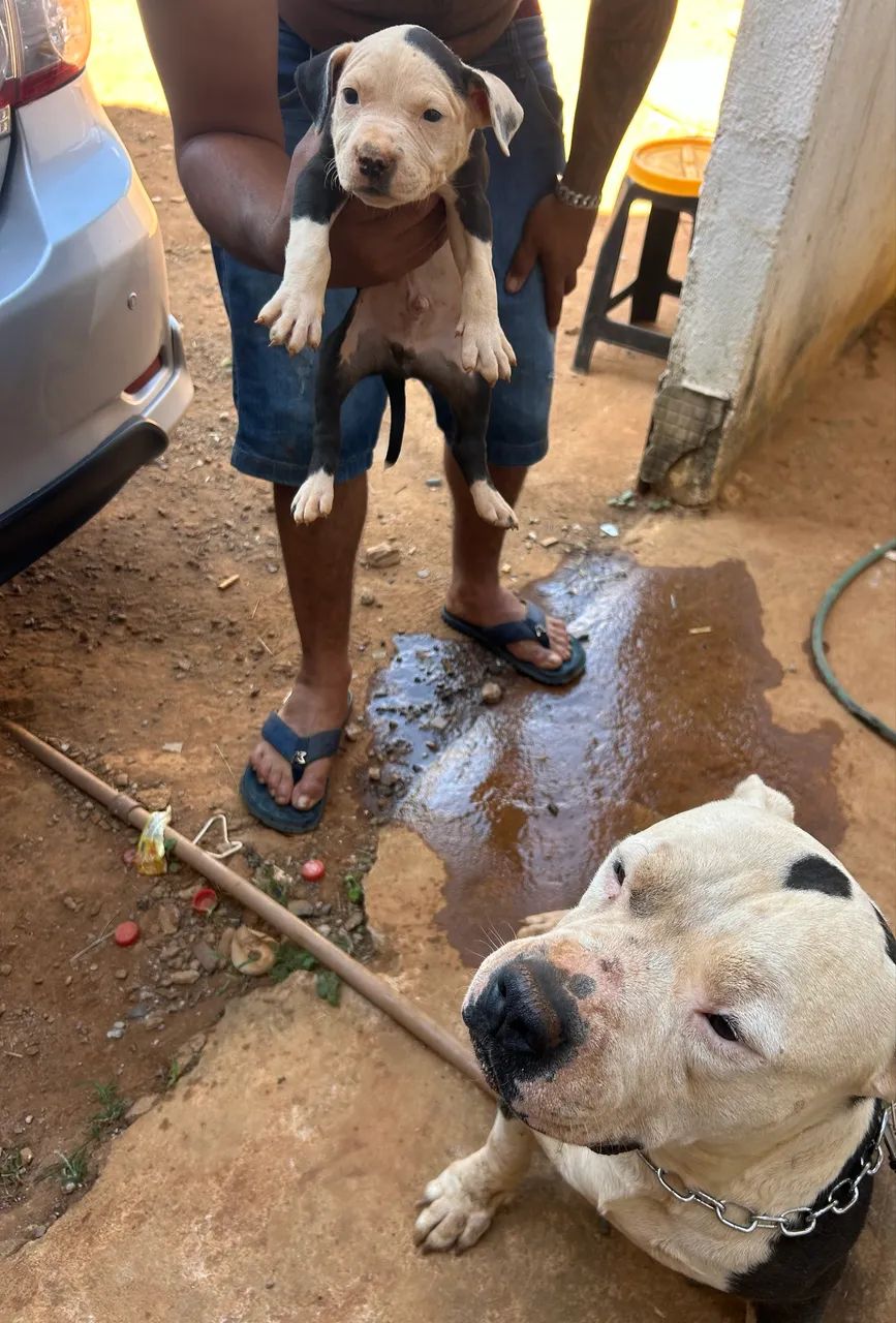Pit Bull  - Foto 5