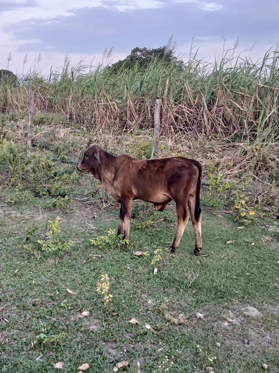 Vendo bezerro - Foto 2