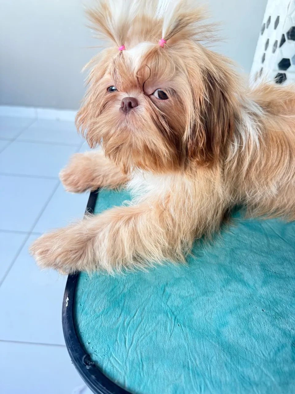 Animais - Foto 5