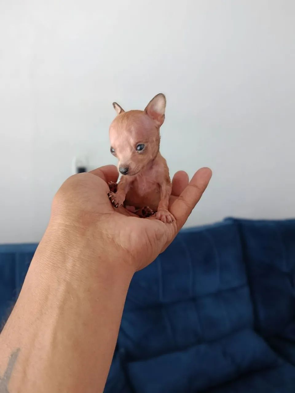 PINSCHER micro zero zero  - Foto 2