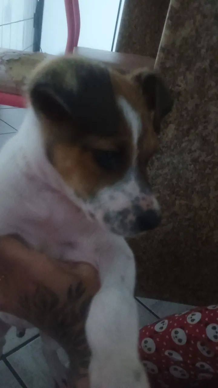 Doação Filhote macho  - Foto 3