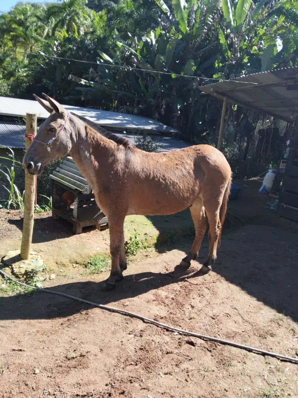 Burro manso 