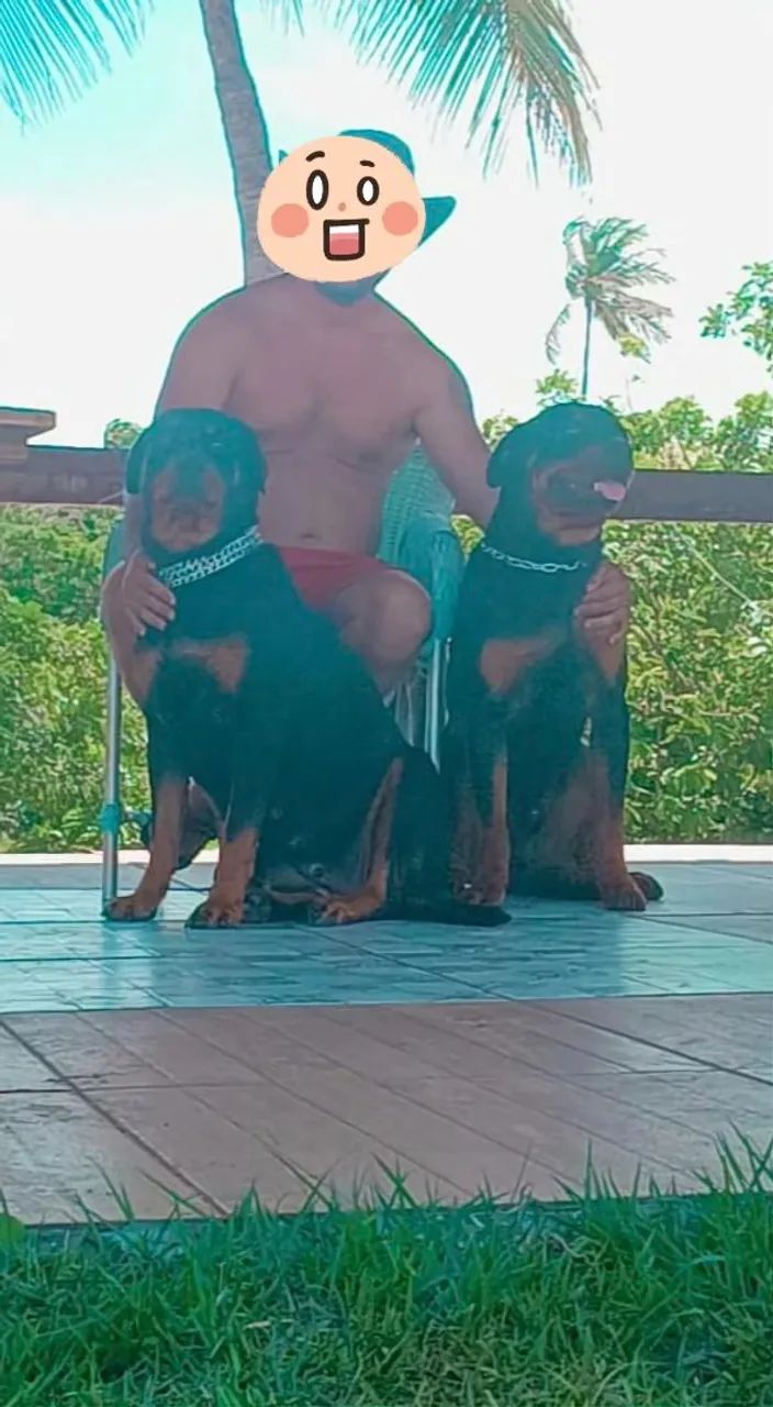 Filhote de Rottweiler  - Foto 4