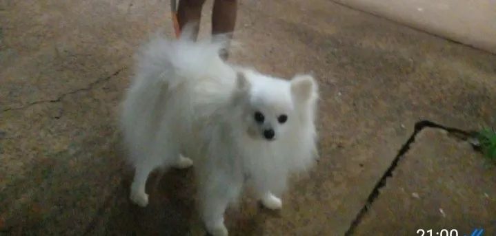 Procuro namorada para Spitz alemão  - Foto 2