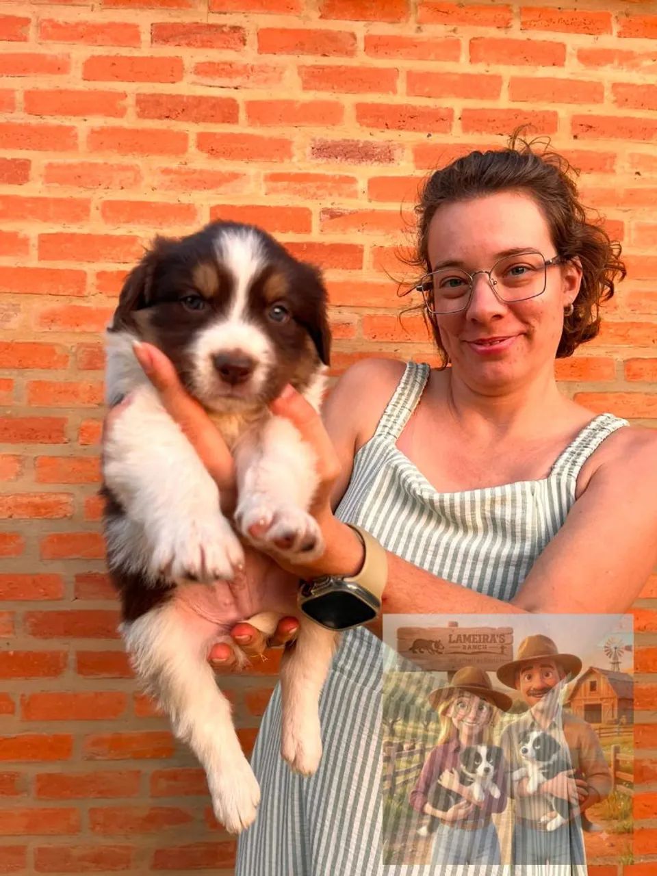 BORDER COLLIE filhote