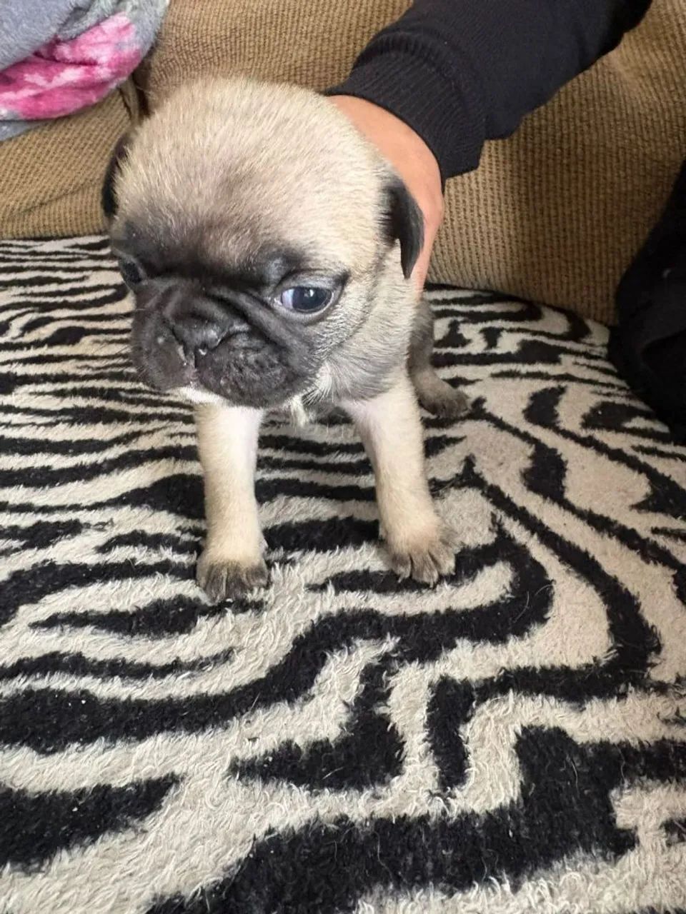 Filhotes de Pug