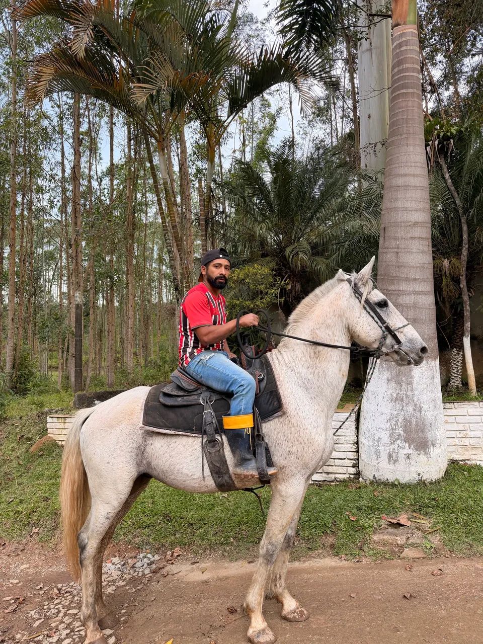Cavalo Garanhão Manso - Foto 2