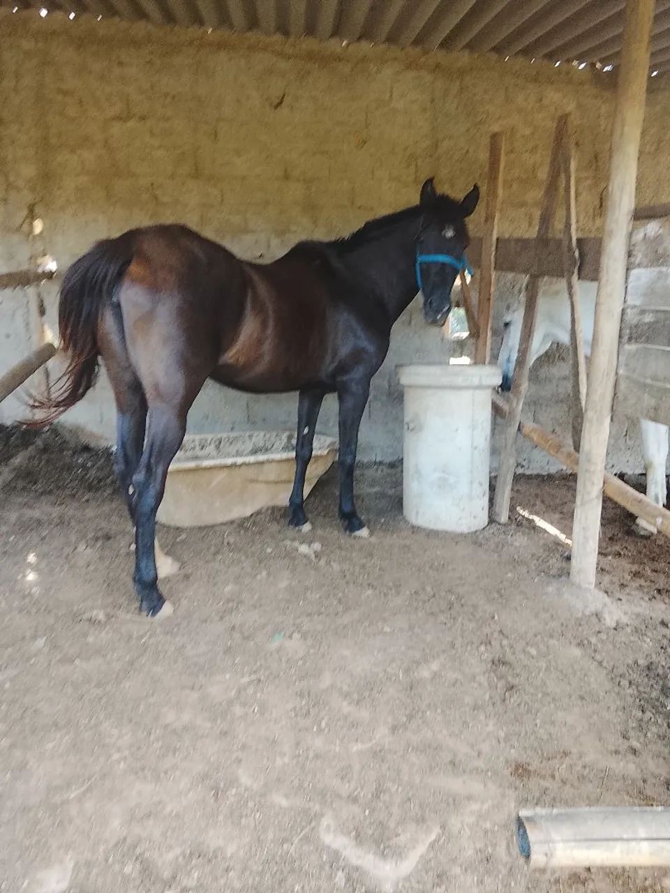 Égua manga larga marchador