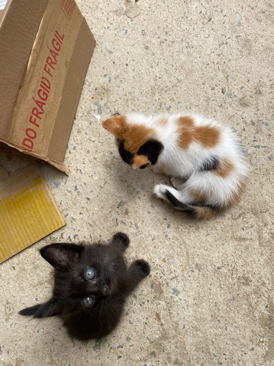 Gato doação  - Foto 2