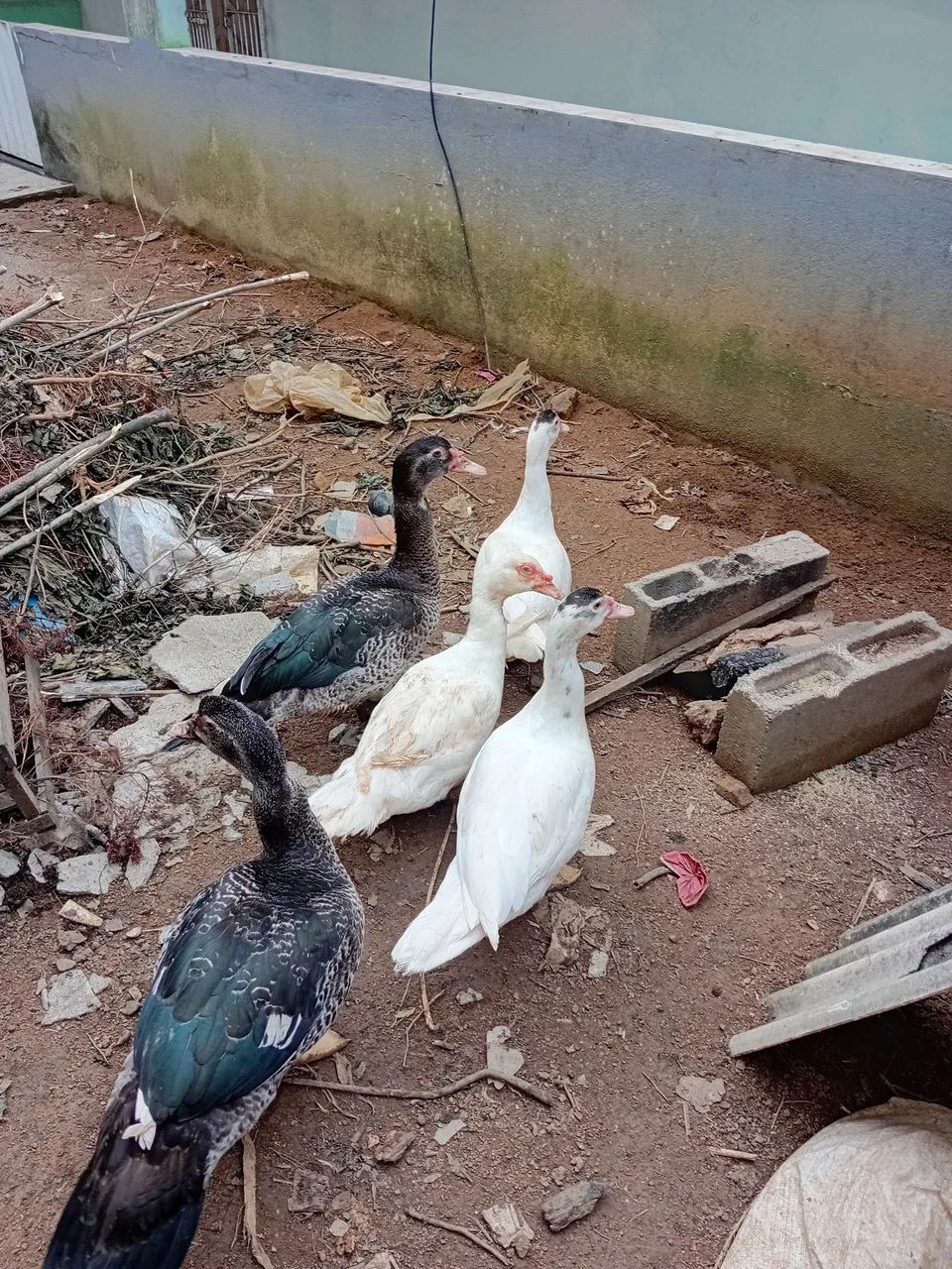 Casal de Pato gamelão  - Foto 2