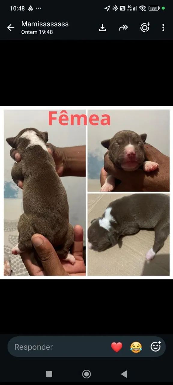Filhotes de Pitbull  - Foto 2