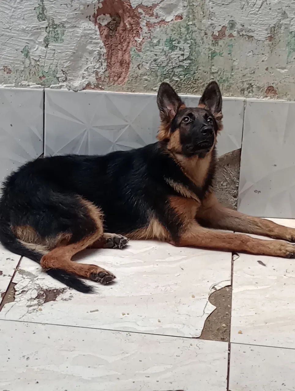 Pastor alemão capa preta fêmea 8 meses - Foto 2