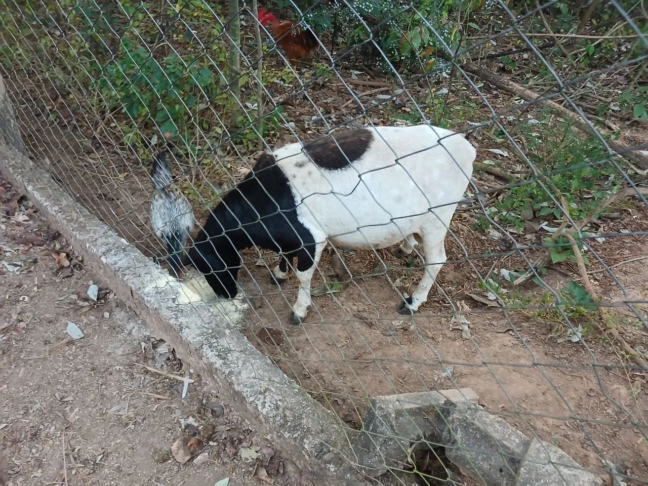 Carneiro  macho 