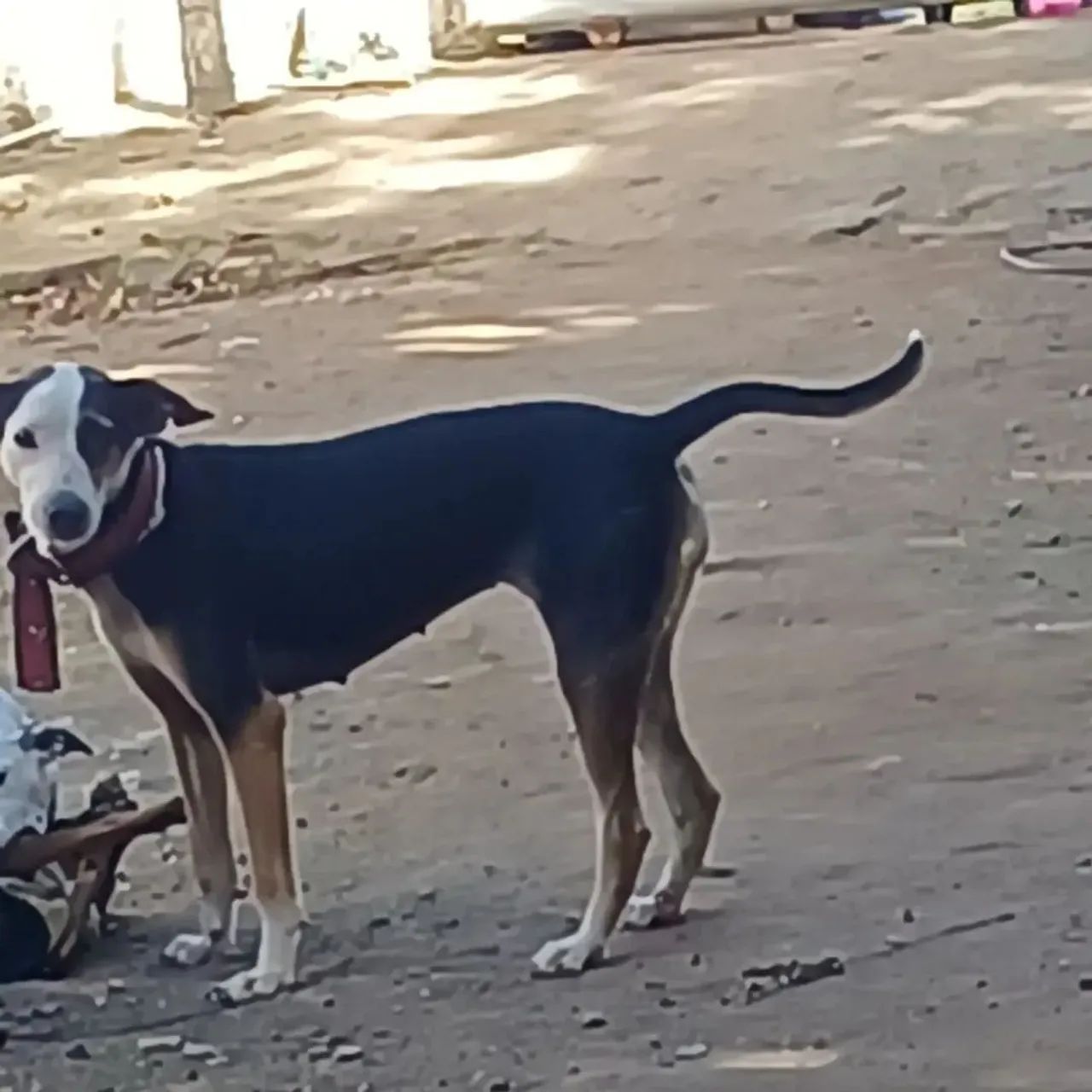 ADOÇÃO  - Foto 4