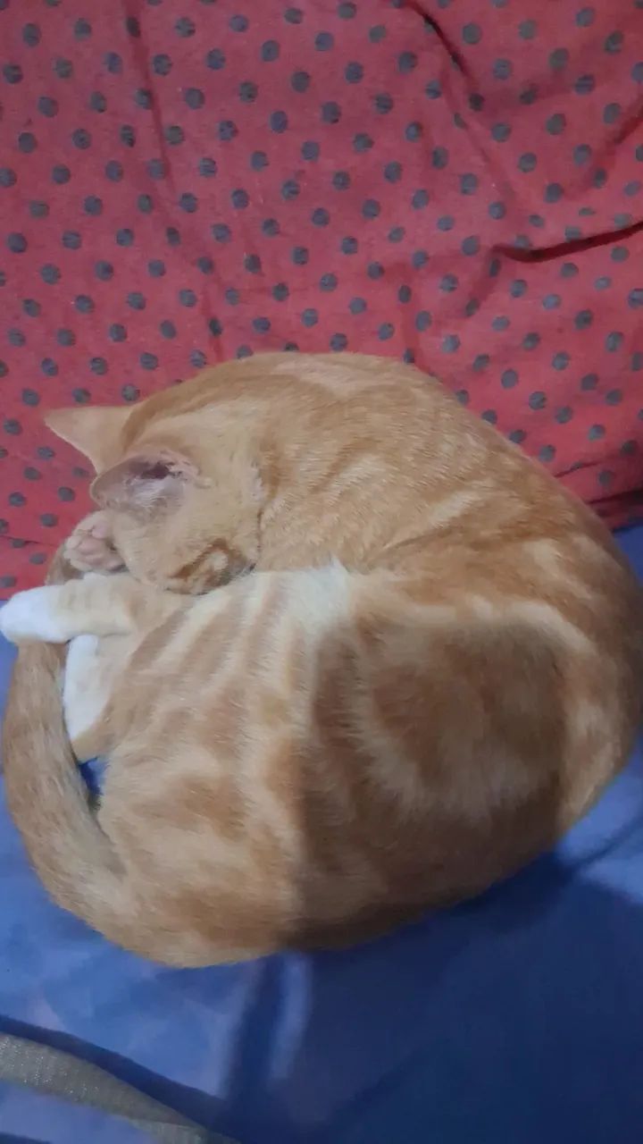 Doação 