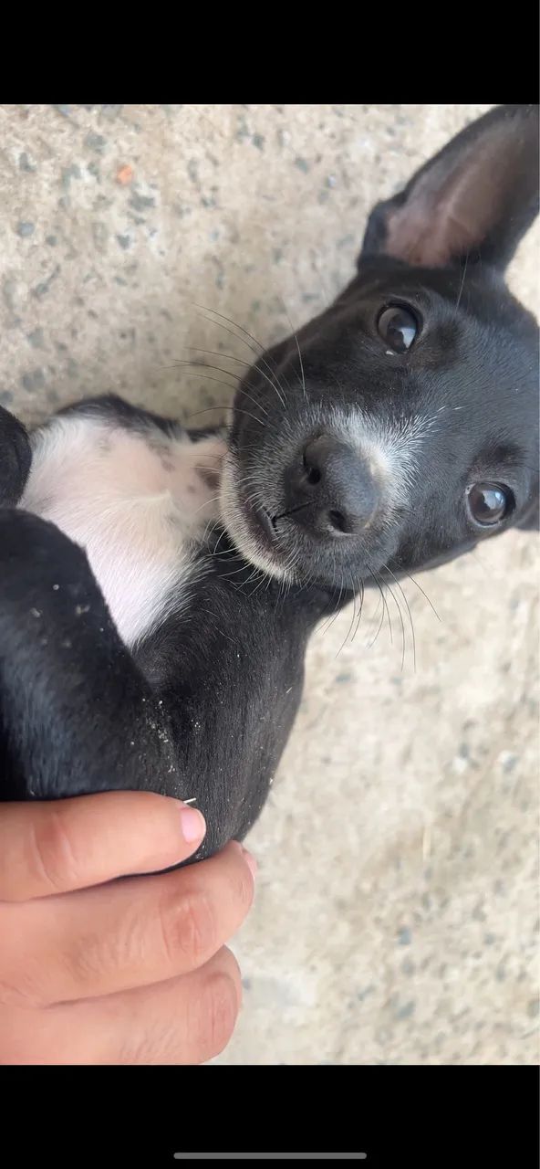 Adoção Responsável  - Foto 4