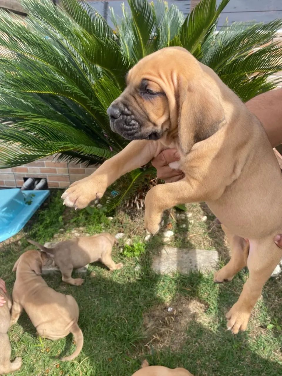 Fila brasileiro 