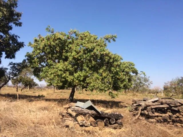 Lote no Lago Serra da Mesa - Foto 4