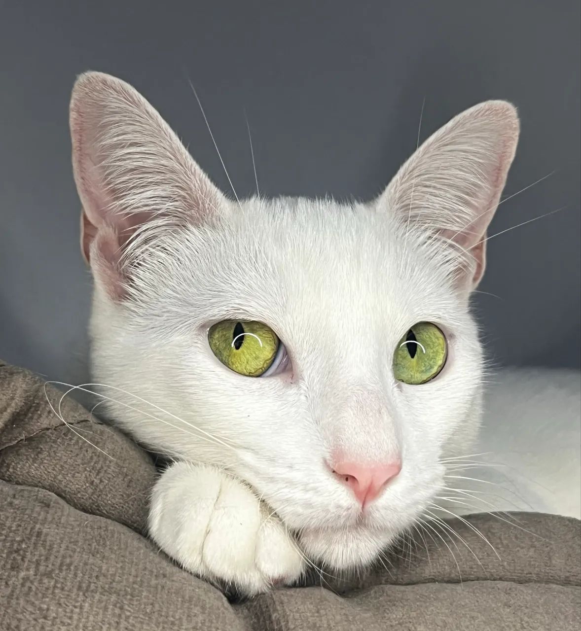 Gata para adotar