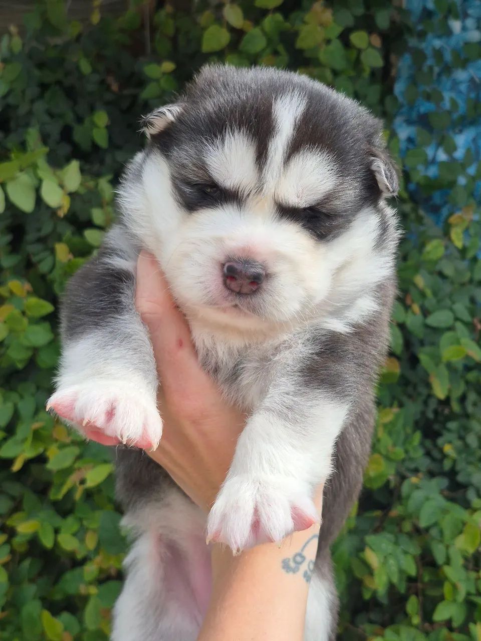 Filhotes husky wooly - Foto 3