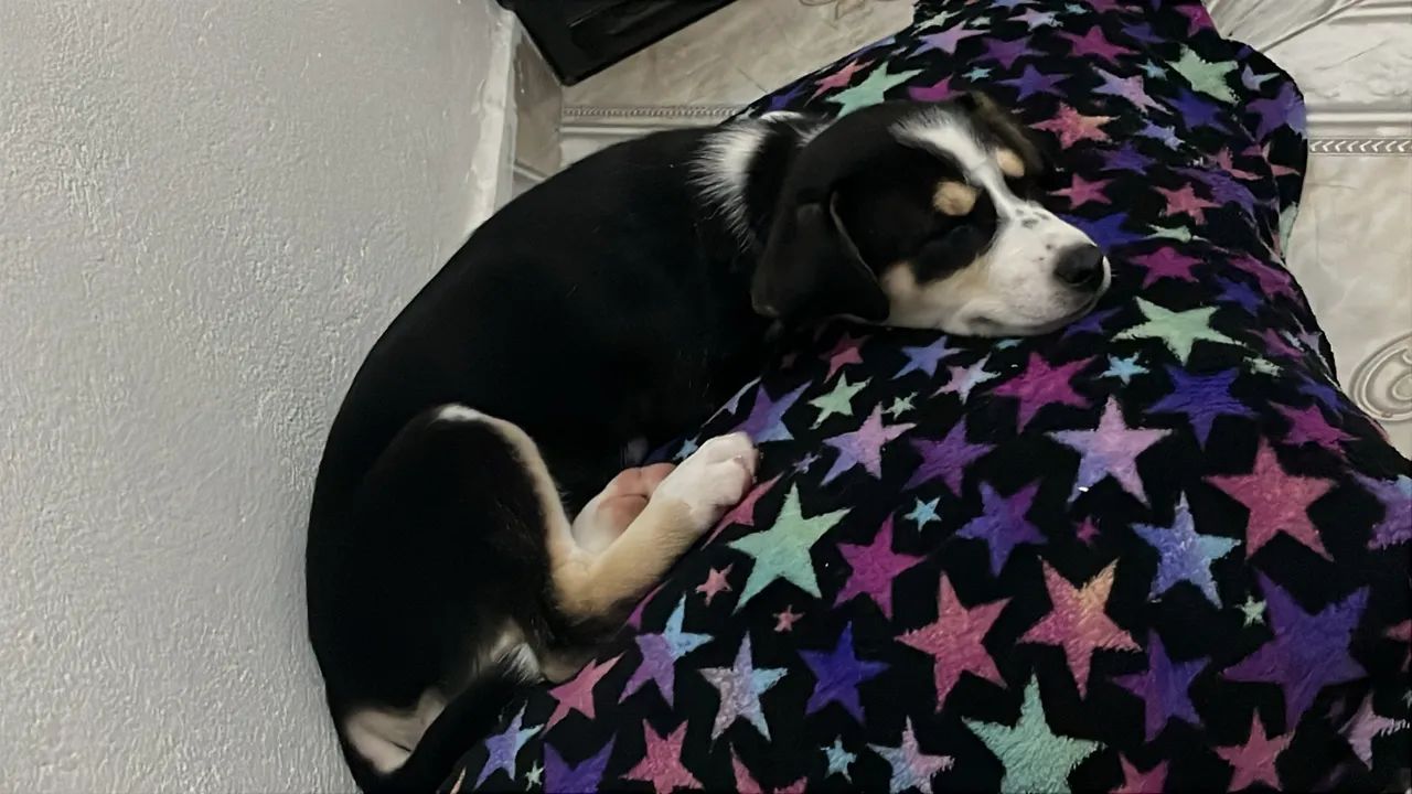 Cachorro - Fêmea Filhote - Foto 4