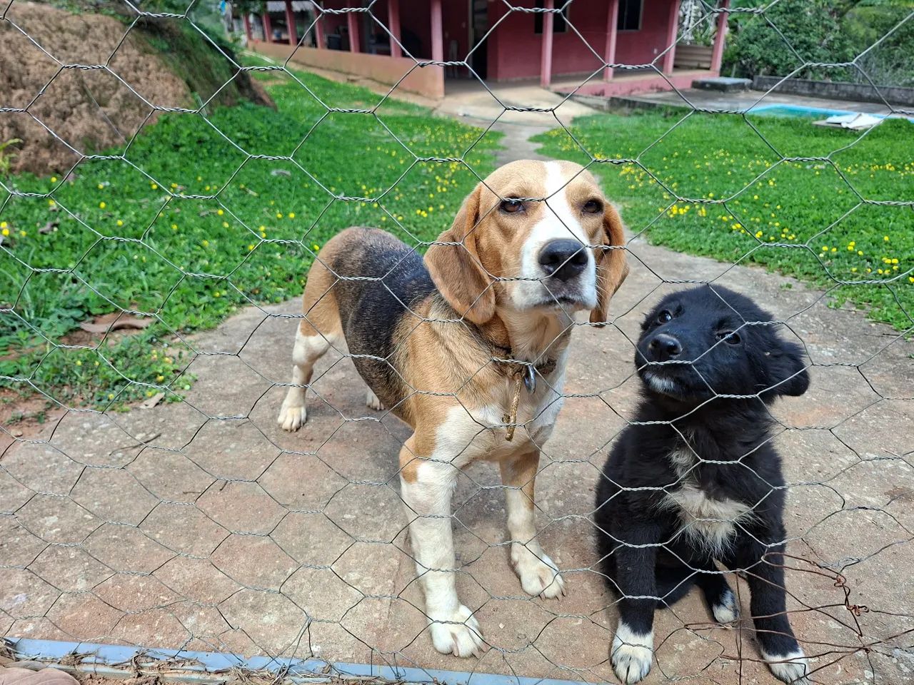Beagle fêmia  - Foto 4