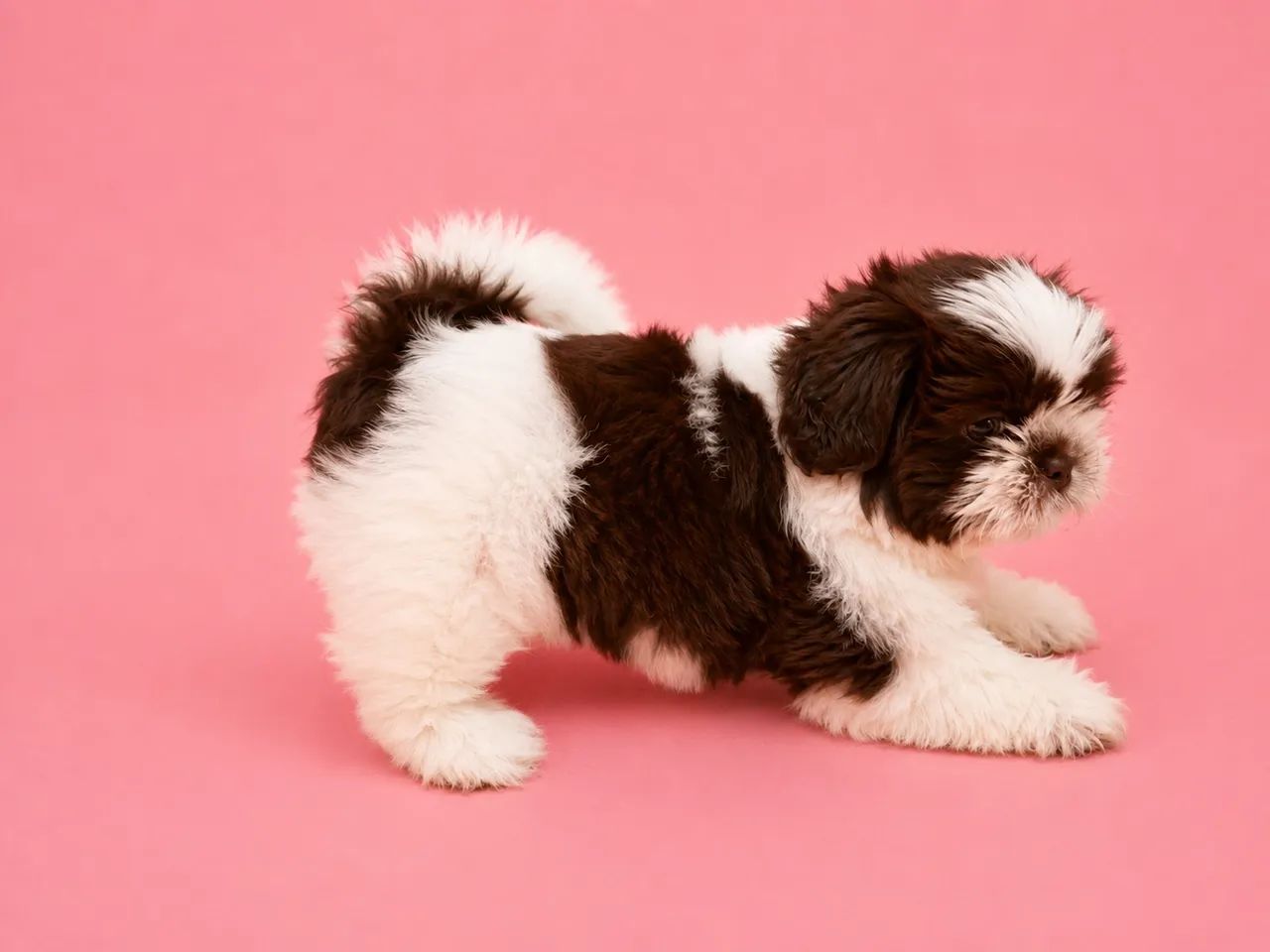 Shihtzu  - Foto 5