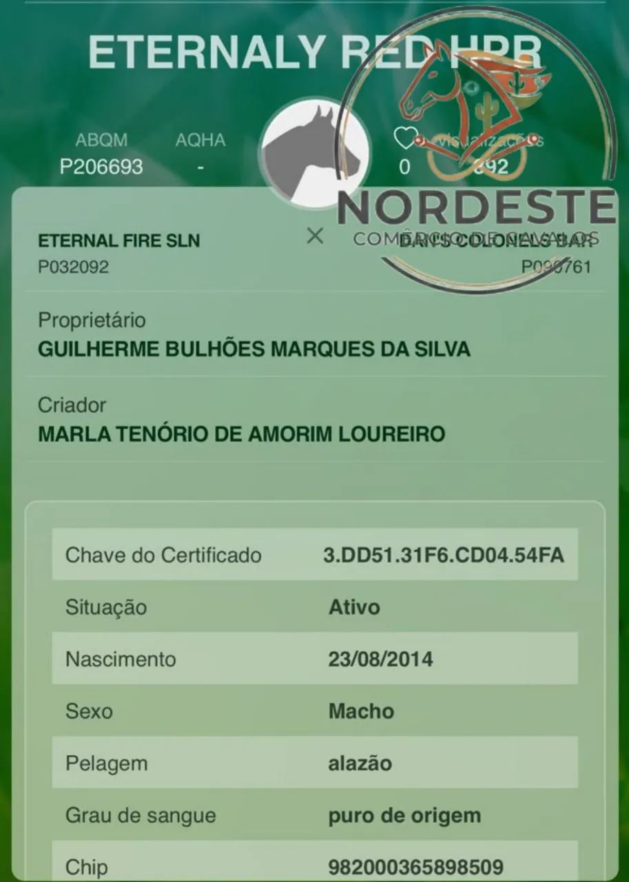 Cavalo Puro Pronto de Esquerda  - Foto 3