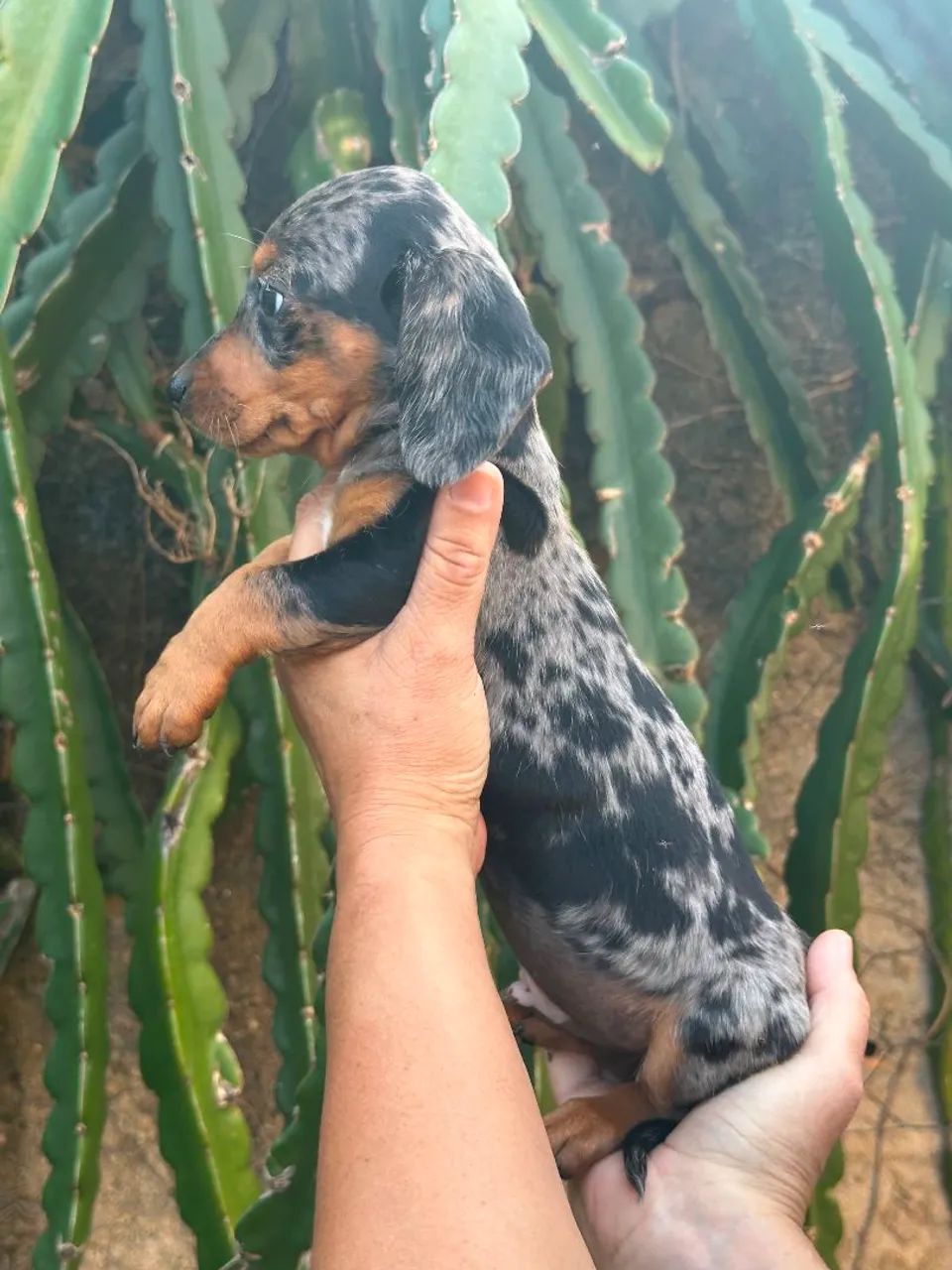 Dachshund  - Foto 2