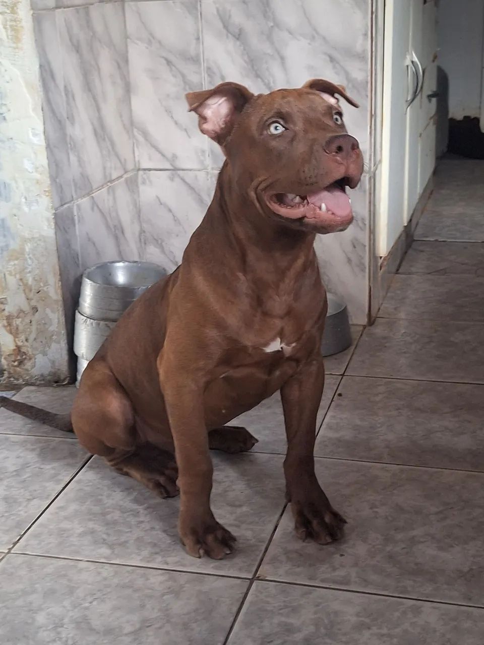 Pit monster puro - Foto 4