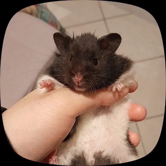 Vende-se Hamster Sírio - 30 reais - nasceram dia 26/07 - Foto 2