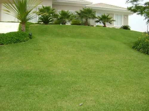 Limpeza de Quintal e Jardim - Foto 5