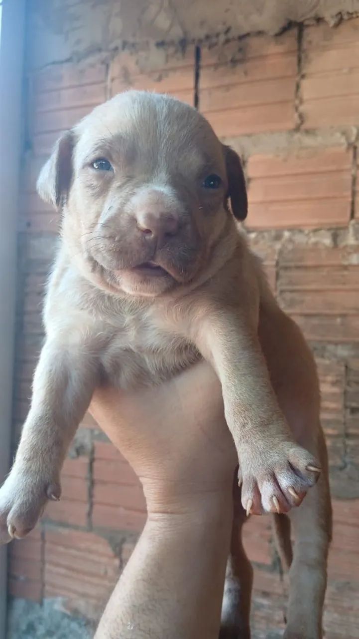 Pit Monster  - Foto 4