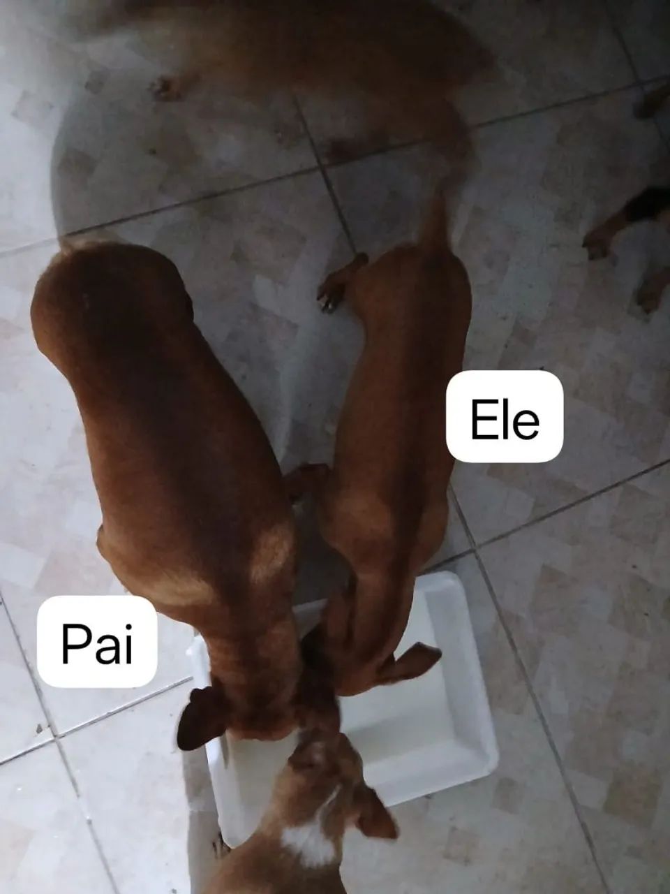 Cachorro pintsher macho