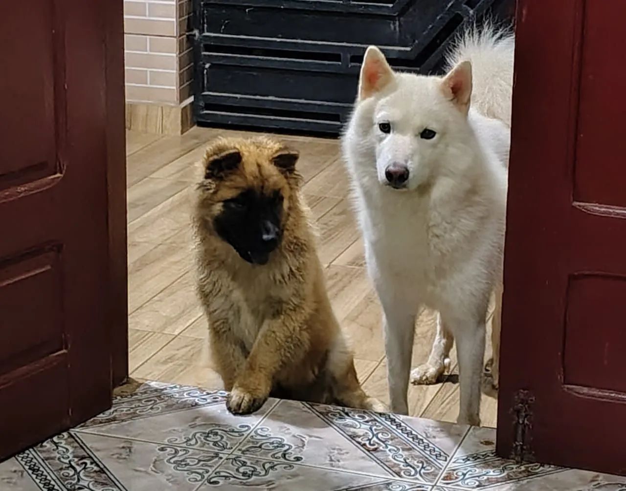 Cachorro raça  - Foto 3