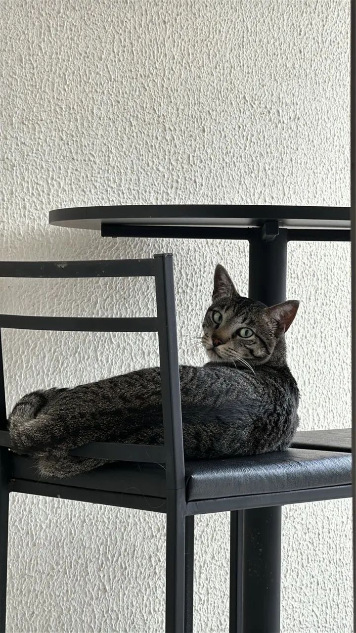 Doa-se gatinho? - Foto 5