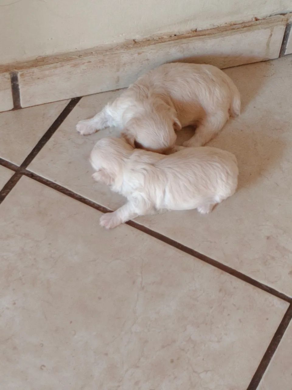 Animal  - Foto 4