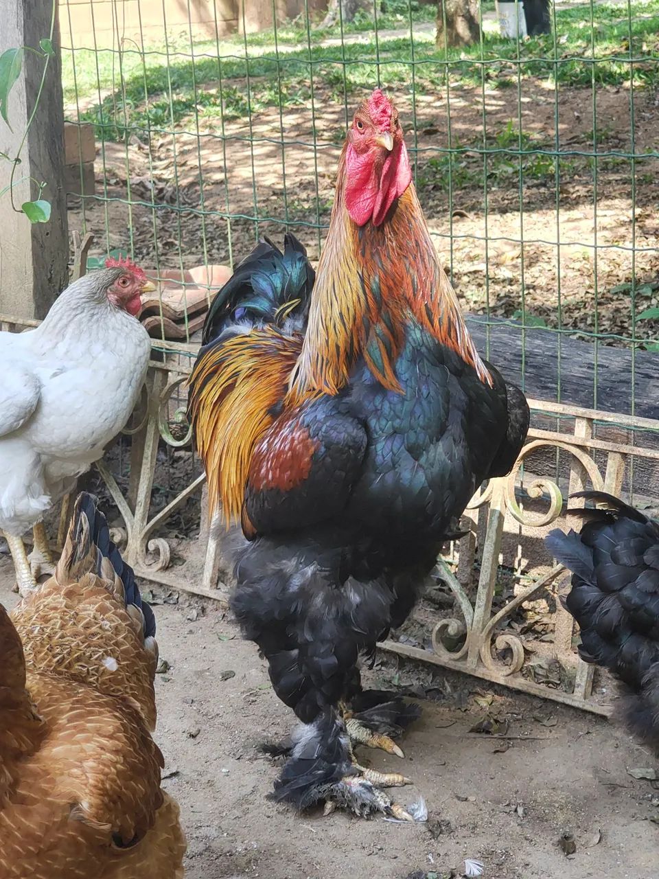 Galos brahma - Foto 5