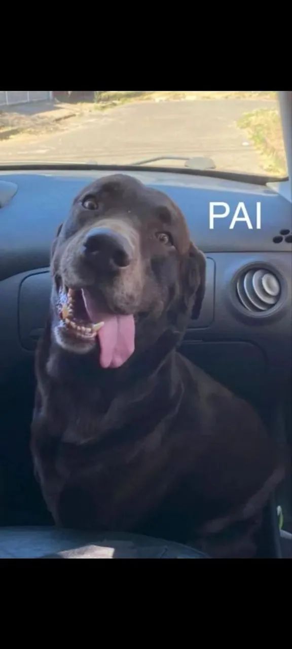 Labrador preto com Pedigree - Foto 4