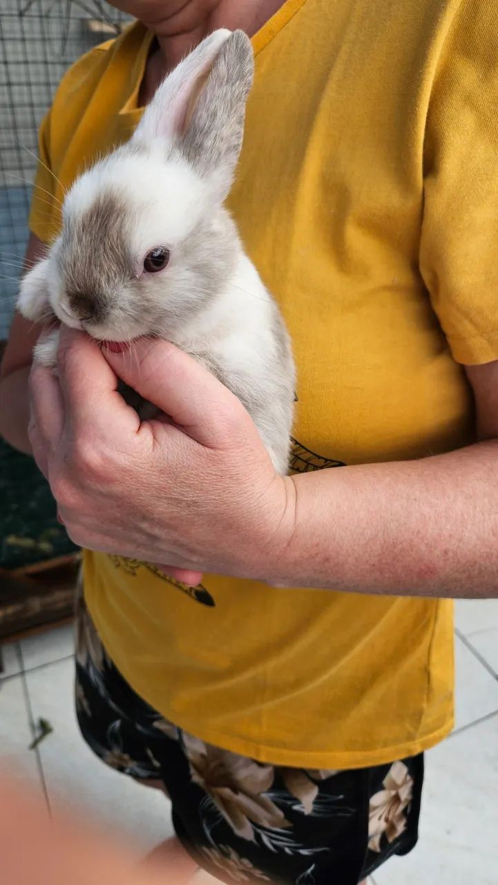 Coelho mini Anão  - Foto 4
