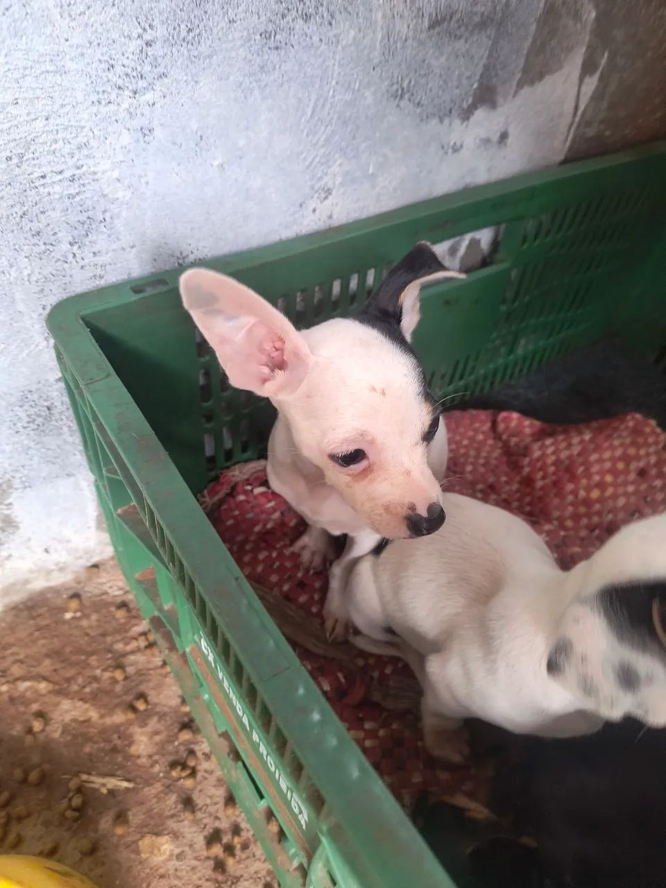 Vendo pinscher fêmea 