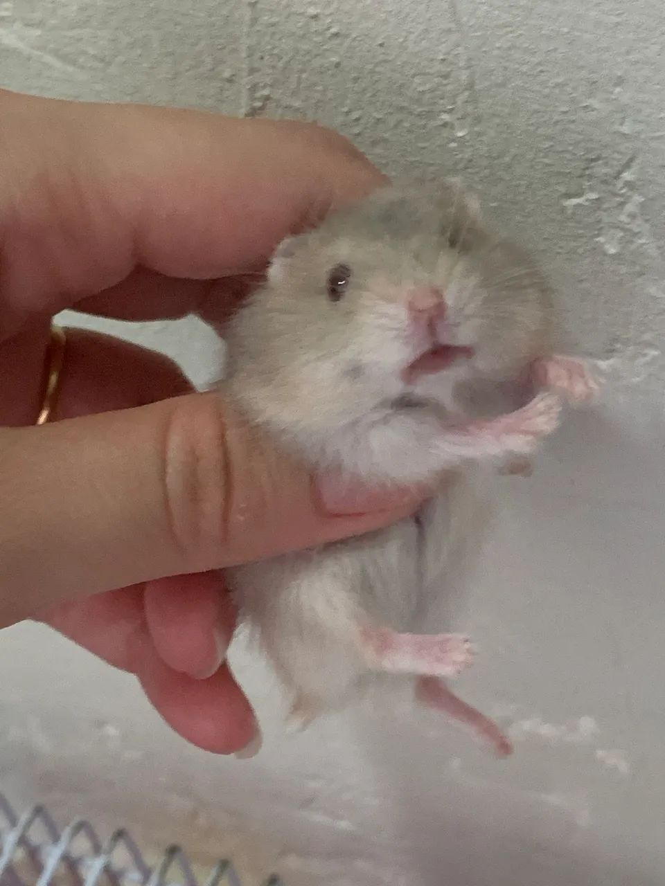 Vendo filhotes de hamster anão russo - Foto 3