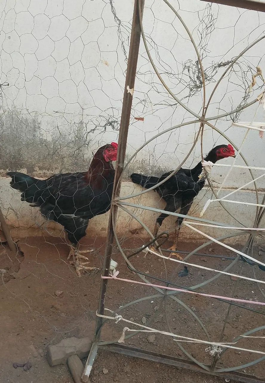 Frangos 